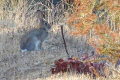 DSCN4704_resize