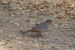 DSCN4712_resize