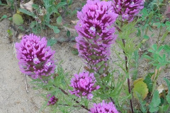 DSCN3897_resize
