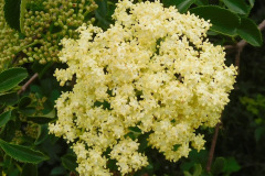 DSCN3900_resize
