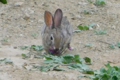 DSCN3903_resize