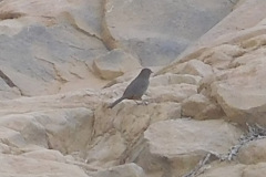 DSCN4863_resize