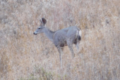 DSCN4950_resize