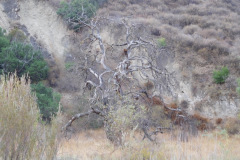 DSCN4954_resize