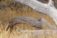 DSCN4970_resize