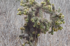 DSCN5131_resize
