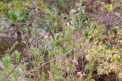 DSCN5138_resize