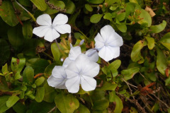DSCN5145_resize