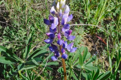 DSCN3797_resize