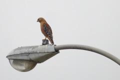 DSCN2291_resize