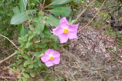 DSCN2320_resize