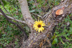 DSCN2323_resize
