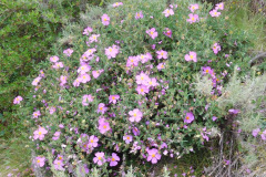 DSCN2332_resize