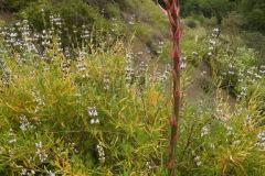DSCN2348_resize