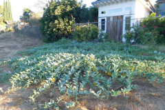 DSCN2770_resize