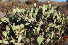 DSCN2772_resize