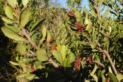 DSCN2778_resize