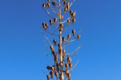 DSCN2784_resize