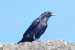 DSCN3387_resize