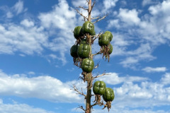 yucca_resize