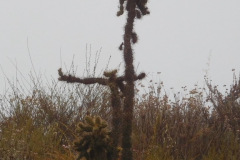 DSCN4212_resize