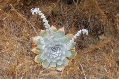 DSCN4247_resize
