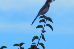 DSCN3163_resize
