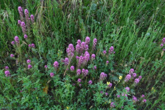 DSCN2035_resize