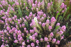 DSCN2037_resize