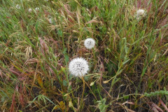 DSCN2041_resize