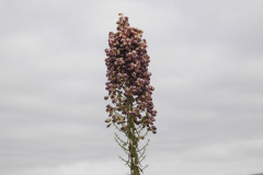 DSCN2047_resize