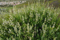 DSCN2062_resize
