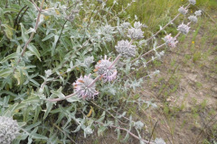 DSCN2064_resize