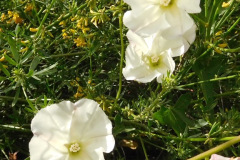 DSCN2070_resize