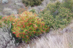 DSCN1401_resize