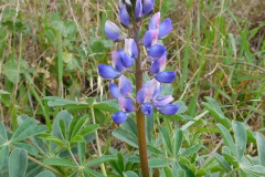 DSCN1409_resize