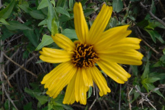 DSCN1411_resize