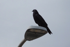 DSCN1416_resize