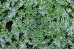 DSCN1563_resize