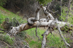 DSCN1585_resize