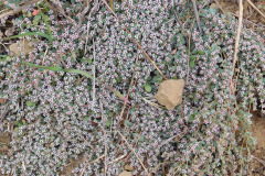 DSCN1371_resize
