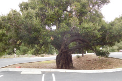 DSCN1385_resize