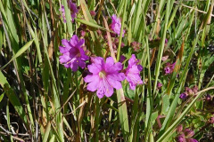 DSCN1805_resize