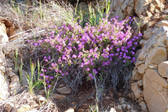 DSCN1831_resize