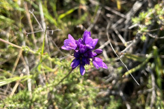 IMG_0530_resize