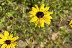 IMG_0533_resize