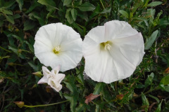 DSCN1537_resize