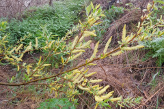 DSCN1680_resize