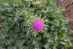 DSCN1684_resize
