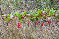 DSCN1696_resize